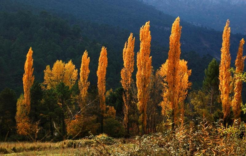 Casa Rural Nacimiento Rio Mundo Ріопар Екстер'єр фото